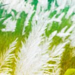 কাশফুল নিয়ে ক্যাপশন